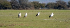 ¡UN VISTAZO A NUESTRO PATRIMONIO NATURAL! : LAMPA REALIZARÁ SU 1ER FESTIVAL DE AVES Y HUMEDALES TOTALMENTE GRATUITO