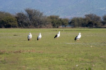 ¡UN VISTAZO A NUESTRO PATRIMONIO NATURAL! : LAMPA REALIZARÁ SU 1ER FESTIVAL DE AVES Y HUMEDALES TOTALMENTE GRATUITO